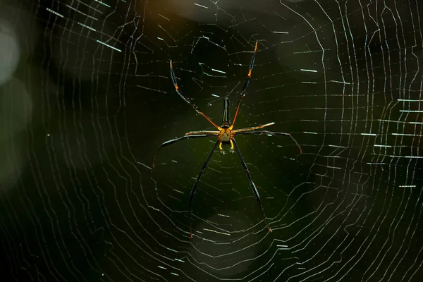 Existem Muitos Tipos Aranhas Que Vivem Várias Cores Formas Bem — Fotografia de Stock