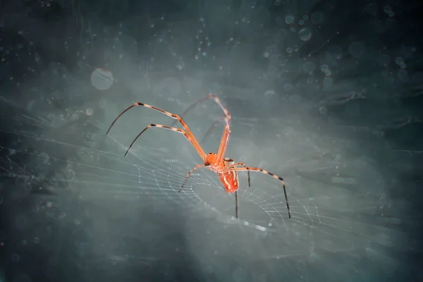 Existem Muitos Tipos Aranhas Que Vivem Várias Cores Formas Bem — Fotografia de Stock