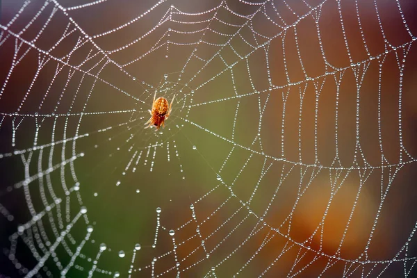 Existem Muitos Tipos Aranhas Que Vivem Várias Cores Formas Bem — Fotografia de Stock