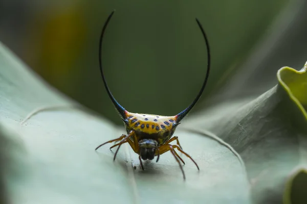 Çeşitli renkte ve şekillerde yaşayan örümceklerin çoğu her zaman midesinde üretilen ipliklerden örümcek ağı yaparlar, ki bu çok olağanüstüdür..