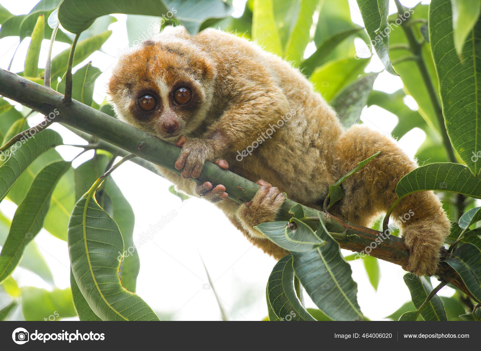 Nycticebus images libres de droit, photos de Nycticebus | DepositPhotos, image size:1600x1167