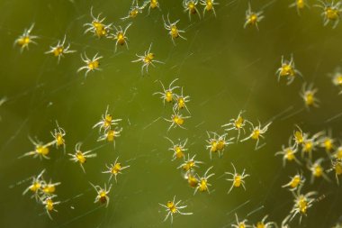 Çeşitli renkte ve şekillerde yaşayan örümceklerin çoğu her zaman midesinde üretilen ipliklerden örümcek ağı yaparlar, ki bu çok olağanüstüdür..
