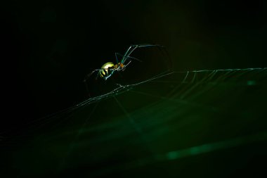 Çeşitli renkte ve şekillerde yaşayan örümceklerin çoğu her zaman midesinde üretilen ipliklerden örümcek ağı yaparlar, ki bu çok olağanüstüdür..