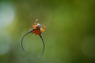 Çeşitli renkte ve şekillerde yaşayan örümceklerin çoğu her zaman midesinde üretilen ipliklerden örümcek ağı yaparlar, ki bu çok olağanüstüdür..