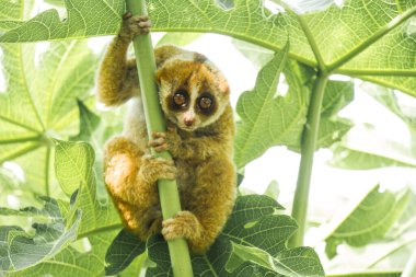 Slow lorises are very wild primates, very fast when in trees but very slow when walking on the ground, have strong and poisonous bites that make these animals quite feared. clipart