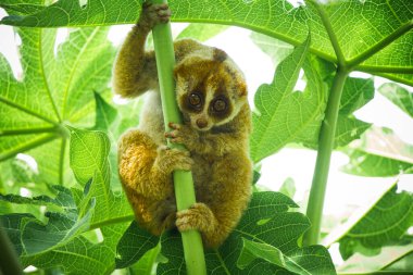 Slow lorises are very wild primates, very fast when in trees but very slow when walking on the ground, have strong and poisonous bites that make these animals quite feared. clipart