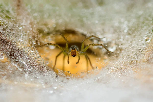 Existem Muitos Tipos Aranhas Que Vivem Várias Cores Formas Bem — Fotografia de Stock