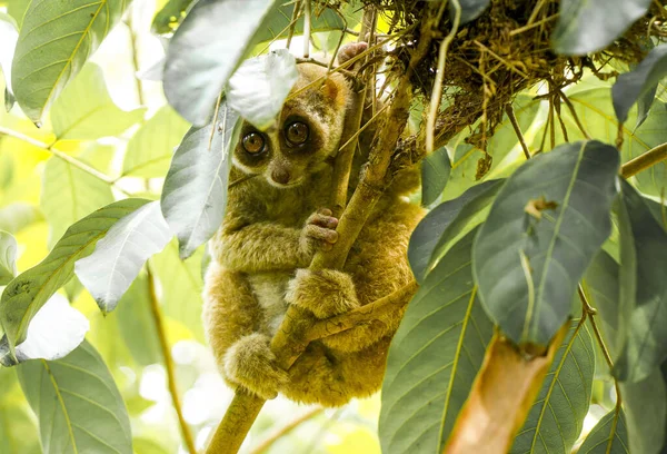 Les Loris Lents Sont Des Primates Très Sauvages Très Rapides — Photo