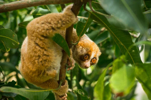 Lambat Lorises Adalah Primata Sangat Liar Sangat Cepat Ketika Pohon — Stok Foto