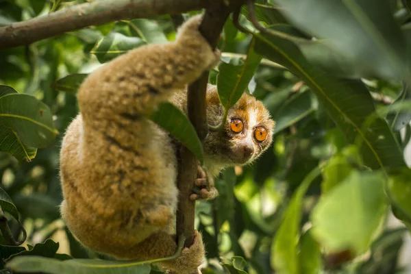 Loris Lentos São Primatas Muito Selvagens Muito Rápidos Quando Árvores — Fotografia de Stock
