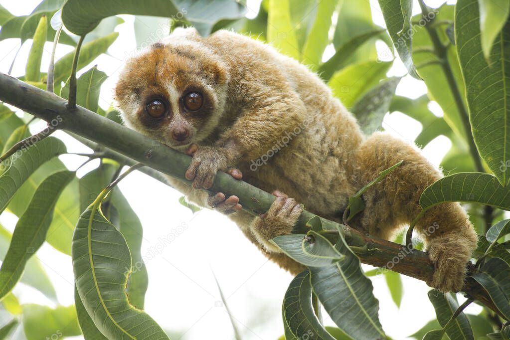 Slow lorises are very wild primates, very fast when in trees but very slow when walking on the ground, have strong and poisonous bites that make these animals quite feared.