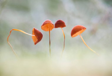 Mantarlar nemli ve nemli yerlerde yaşamayı severler, toprakta, çürük odunlarda, yapraklarda ve hatta ağaç gövdelerinde bile yaşayabilirler, çok ilginç mantarlar vardır..
