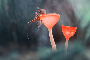 Mantarlar nemli ve nemli yerlerde yaşamayı severler, toprakta, çürük odunlarda, yapraklarda ve hatta ağaç gövdelerinde bile yaşayabilirler, çok ilginç mantarlar vardır..