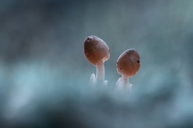 Mantarlar nemli ve nemli yerlerde yaşamayı severler, toprakta, çürük odunlarda, yapraklarda ve hatta ağaç gövdelerinde bile yaşayabilirler, çok ilginç mantarlar vardır..