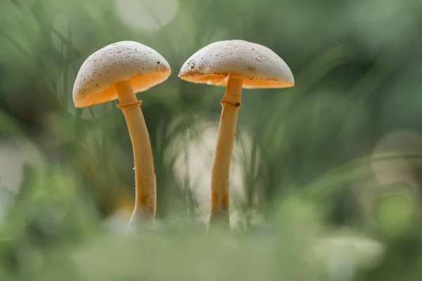 Cogumelos Gostam Viver Lugares Úmidos Molhados Podem Viver Solo Madeira — Fotografia de Stock