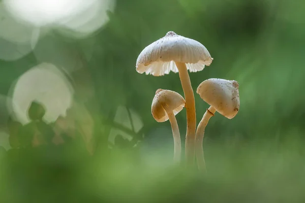 Cogumelos Gostam Viver Lugares Úmidos Molhados Podem Viver Solo Madeira — Fotografia de Stock