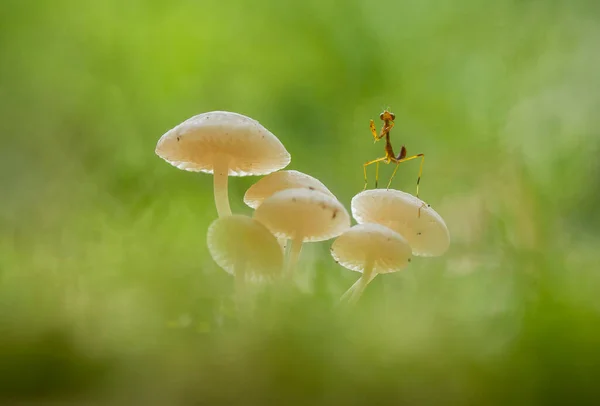 Paddenstoelen Leven Graag Vochtige Natte Plaatsen Kunnen Leven Grond Rot — Stockfoto