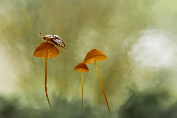 Cogumelos Gostam Viver Lugares Úmidos Molhados Podem Viver Solo Madeira — Fotografia de Stock