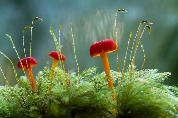 Funghi Amano Vivere Luoghi Umidi Bagnati Possono Vivere Terreno Legno — Foto Stock