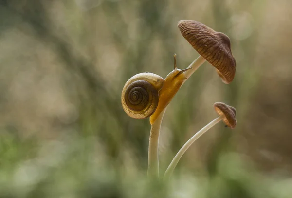 Pilze Leben Gerne Feuchten Und Nassen Orten Können Erde Morschem — Stockfoto