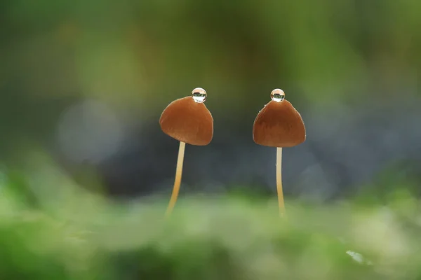 Paddenstoelen Leven Graag Vochtige Natte Plaatsen Kunnen Leven Grond Rot — Stockfoto