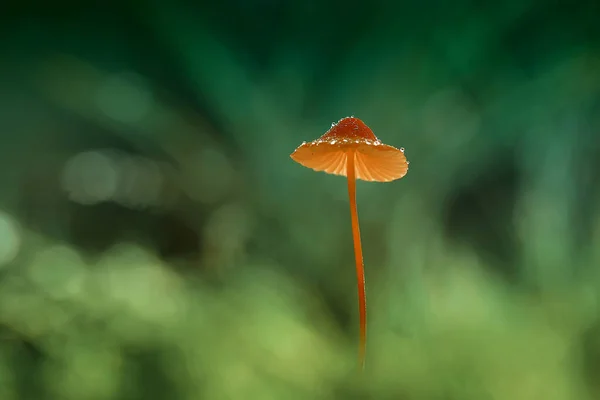 Los Hongos Les Gusta Vivir Lugares Húmedos Húmedos Pueden Vivir — Foto de Stock