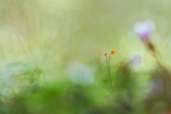 Los Hongos Les Gusta Vivir Lugares Húmedos Húmedos Pueden Vivir — Foto de Stock