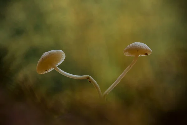 Los Hongos Les Gusta Vivir Lugares Húmedos Húmedos Pueden Vivir — Foto de Stock