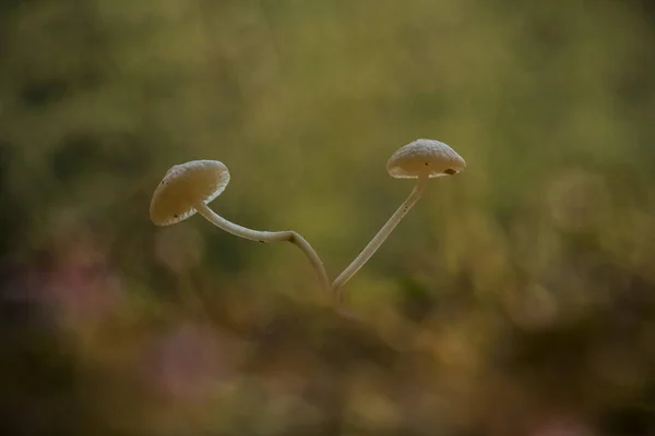 Paddenstoelen Leven Graag Vochtige Natte Plaatsen Kunnen Leven Grond Rot — Stockfoto