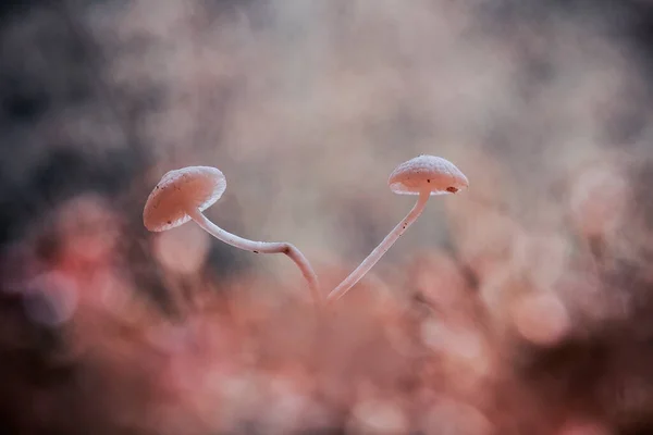 Paddenstoelen Leven Graag Vochtige Natte Plaatsen Kunnen Leven Grond Rot — Stockfoto