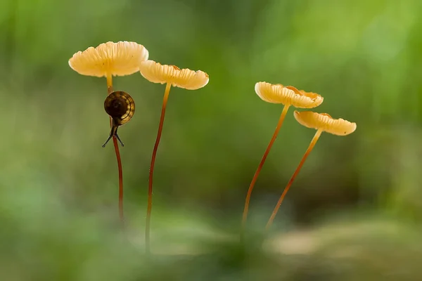 Pilze Leben Gerne Feuchten Und Nassen Orten Können Erde Morschem — Stockfoto