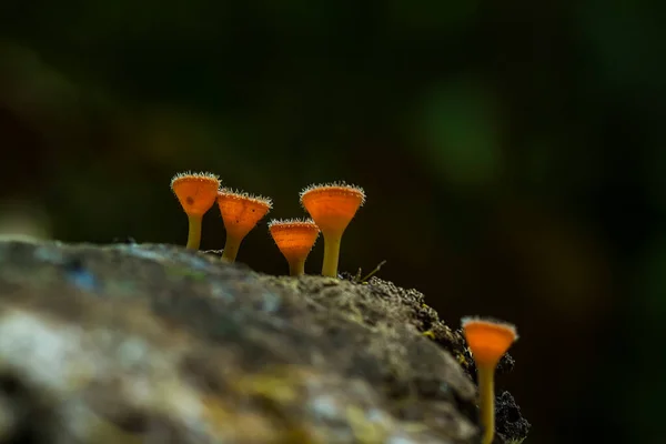 Mushrooms Live Damp Wet Places Can Live Soil Rotten Wood — Stock Photo, Image