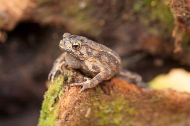 Bu ağaç kurbağaları avlarını beklemek için yapraklara ya da ağaç gövdelerine bağlı olarak sık sık bulunurlar. Ağaç kabuğuna benzeyen bir renk ile küçük ve sevimlidirler. Bu yüzden genellikle gizlenirler..
