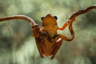 Bu ağaç kurbağaları avlarını beklemek için yapraklara ya da ağaç gövdelerine bağlı olarak sık sık bulunurlar. Ağaç kabuğuna benzeyen bir renk ile küçük ve sevimlidirler. Bu yüzden genellikle gizlenirler..