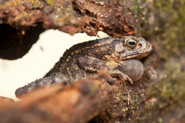 Tyto Stromové Žáby Jsou Často Nalezeny Připojeny Listí Nebo Kmeny — Stock fotografie