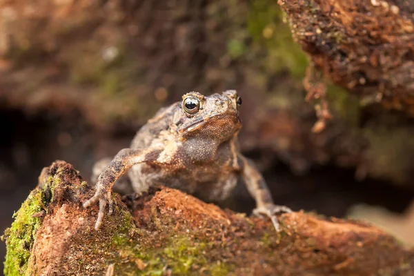 这些树蛙常被发现附着在树叶上或树干上等待它们的猎物 它们小而可爱 颜色类似树皮 所以它们常常伪装起来 — 图库照片