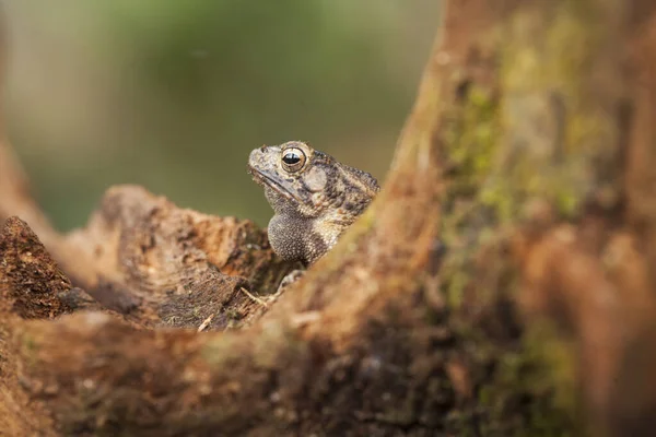 これらのツリーカエルは 多くの場合 葉や木の幹に接続されている彼らの獲物を待つために発見され 彼らはしばしば偽装されているので 木の樹皮に似た色で小さく かわいいです — ストック写真