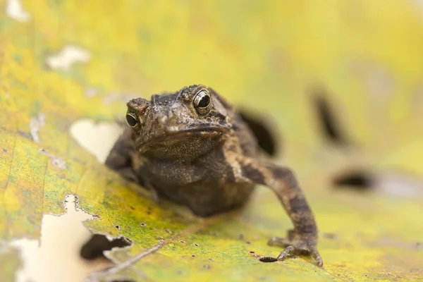 これらのツリーカエルは 多くの場合 葉や木の幹に接続されている彼らの獲物を待つために発見され 彼らはしばしば偽装されているので 木の樹皮に似た色で小さく かわいいです — ストック写真