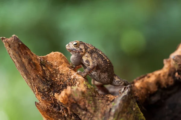 Tyto Stromové Žáby Jsou Často Nalezeny Připojeny Listí Nebo Kmeny — Stock fotografie