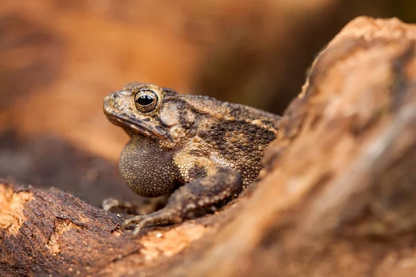 これらのツリーカエルは 多くの場合 葉や木の幹に接続されている彼らの獲物を待つために発見され 彼らはしばしば偽装されているので 木の樹皮に似た色で小さく かわいいです — ストック写真