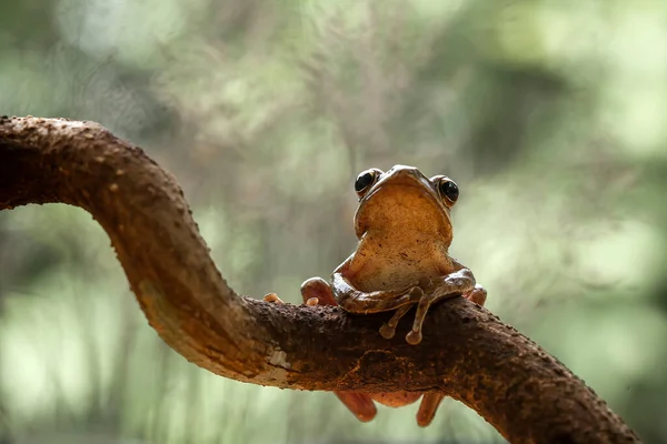 Diese Laubfrösche Werden Oft Blättern Oder Baumstämmen Gefunden Auf Ihre — Stockfoto