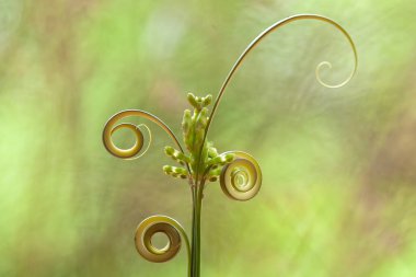 Mantiş genellikle çiçek açan bitkilerde bulunan uysal bir hayvandır. Çünkü bu peygamber devesi, böcekler ya da diğer küçük hayvanlar çiçeğe yaklaştıklarında çiçeklerin arasındaki yeşil yaprakların arkasına gizlenebilir..