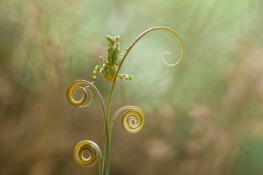 Mantiş genellikle çiçek açan bitkilerde bulunan uysal bir hayvandır. Çünkü bu peygamber devesi, böcekler ya da diğer küçük hayvanlar çiçeğe yaklaştıklarında çiçeklerin arasındaki yeşil yaprakların arkasına gizlenebilir..
