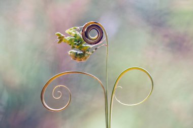 Mantiş genellikle çiçek açan bitkilerde bulunan uysal bir hayvandır. Çünkü bu peygamber devesi, böcekler ya da diğer küçük hayvanlar çiçeğe yaklaştıklarında çiçeklerin arasındaki yeşil yaprakların arkasına gizlenebilir..