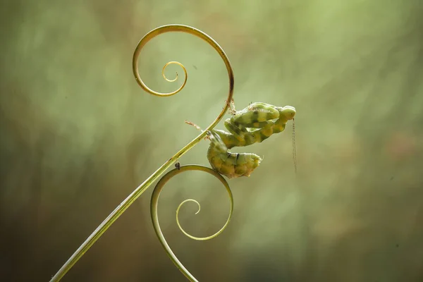 Mantish Animal Bastante Dócil Geralmente Encontrado Plantas Com Flores Porque — Fotografia de Stock