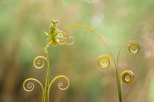 Mantish Animal Bastante Dócil Geralmente Encontrado Plantas Com Flores Porque — Fotografia de Stock