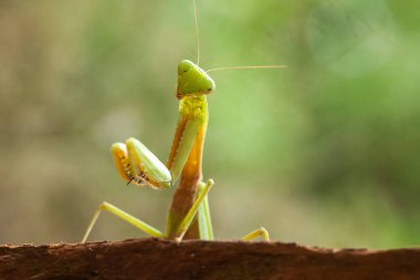Mantiş genellikle çiçek açan bitkilerde bulunan uysal bir hayvandır. Çünkü bu peygamber devesi, böcekler ya da diğer küçük hayvanlar çiçeğe yaklaştıklarında çiçeklerin arasındaki yeşil yaprakların arkasına gizlenebilir..
