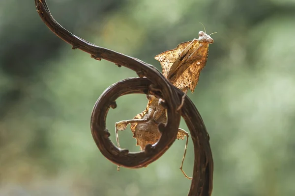 昆虫や他の小さな動物が花に近づくときに花の間の緑の葉の後ろに変装することができますので マンシュは 開花植物に見られるかなりドクシー動物です — ストック写真