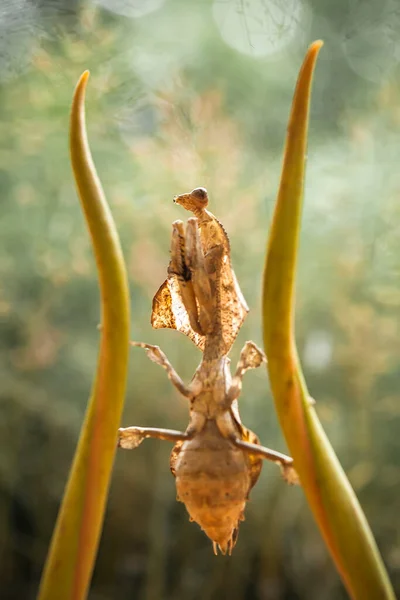 Mantish Animal Bastante Dócil Que Encuentra Generalmente Las Plantas Con —  Fotos de Stock