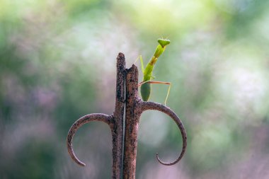 Mantiş genellikle çiçek açan bitkilerde bulunan uysal bir hayvandır. Çünkü bu peygamber devesi, böcekler ya da diğer küçük hayvanlar çiçeğe yaklaştıklarında çiçeklerin arasındaki yeşil yaprakların arkasına gizlenebilir..